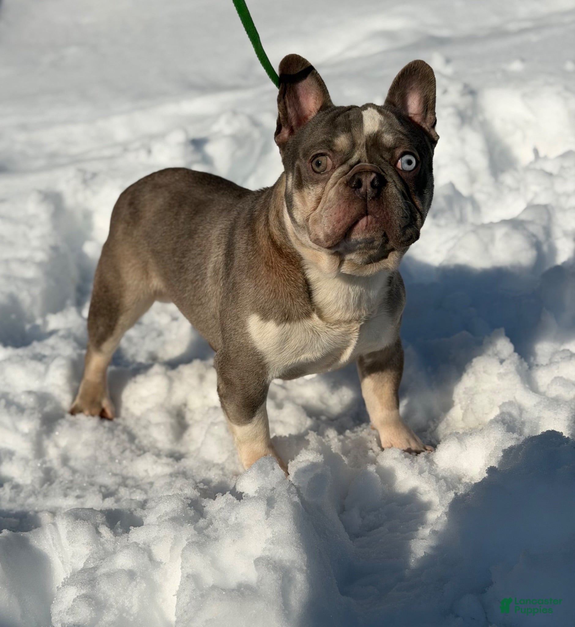Frenchton dogs Dandelion- DNA 4 panel Clear  - Ad 2