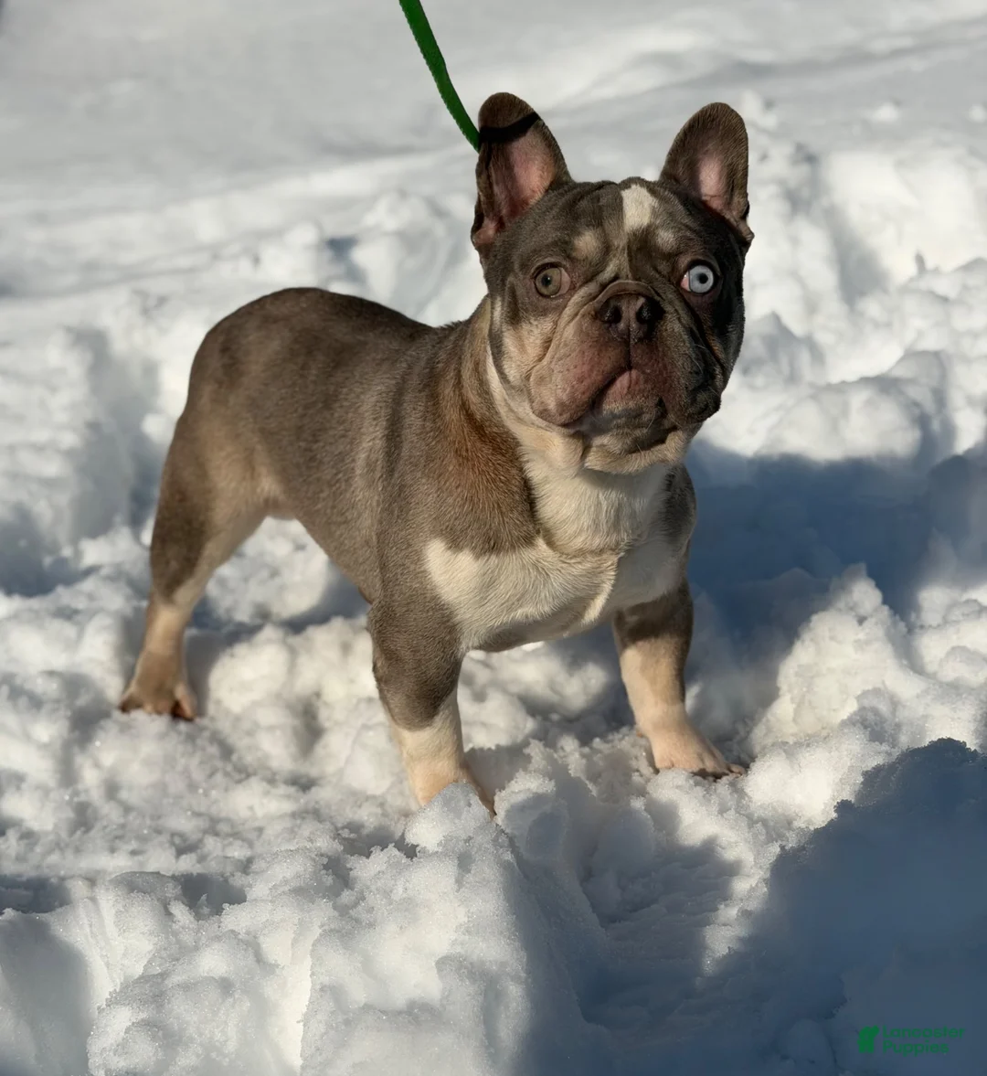 Frenchton dogs for sale: Dandelion- DNA 4 panel Clear  - Ad 2