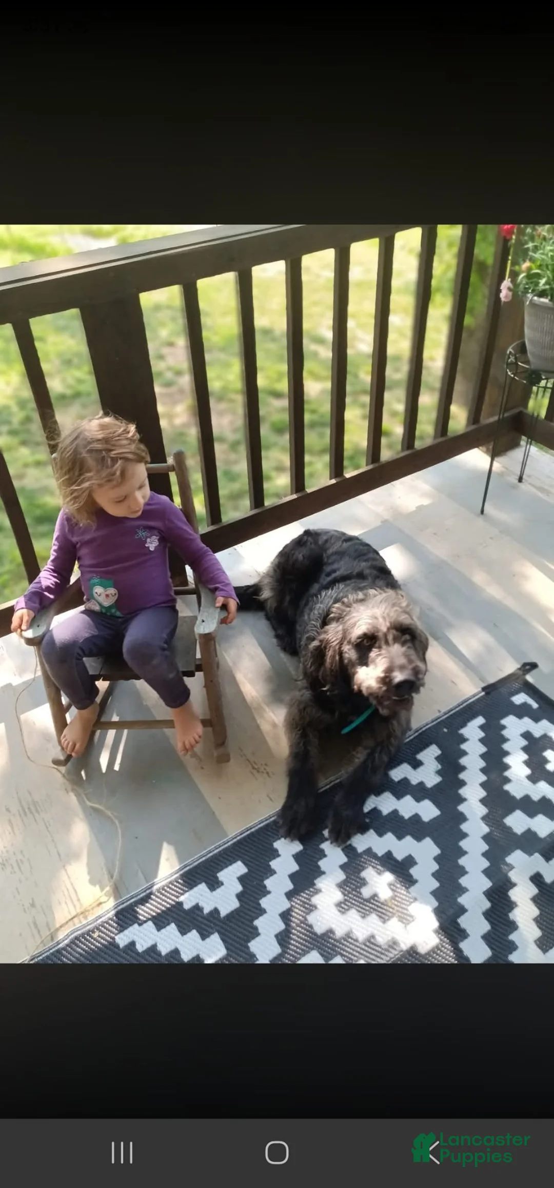 Labradoodle dogs for sale: Bill - Ad 8