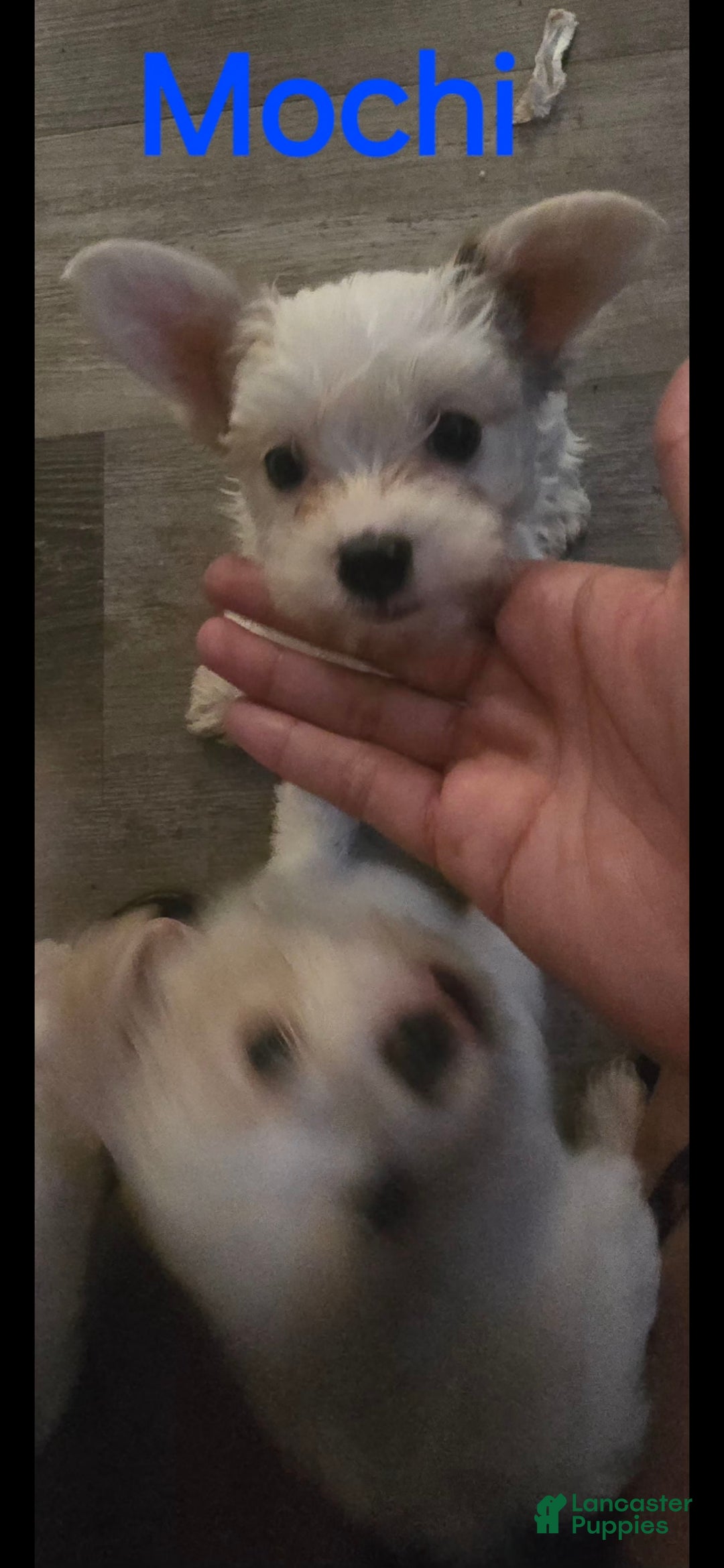 Yorkshire Terrier dogs Yorkshire Terrier 1 - Ad 17
