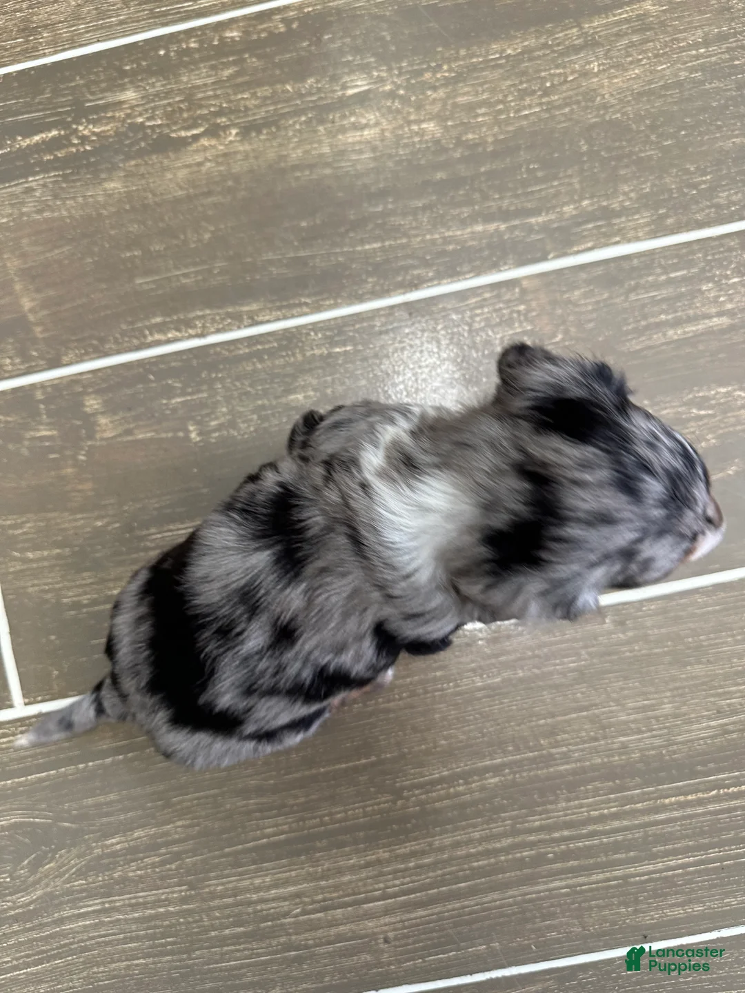 Miniature Dachshund dogs for sale: Jenny - Ad 6
