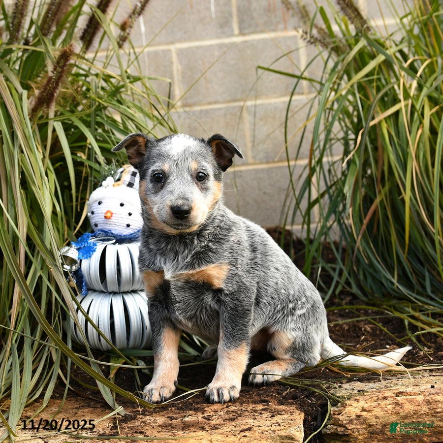 Australian Cattle Dog dogs Heather - Ad 30