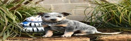 Australian Cattle Dog dogs for sale: Heather - Ad 1