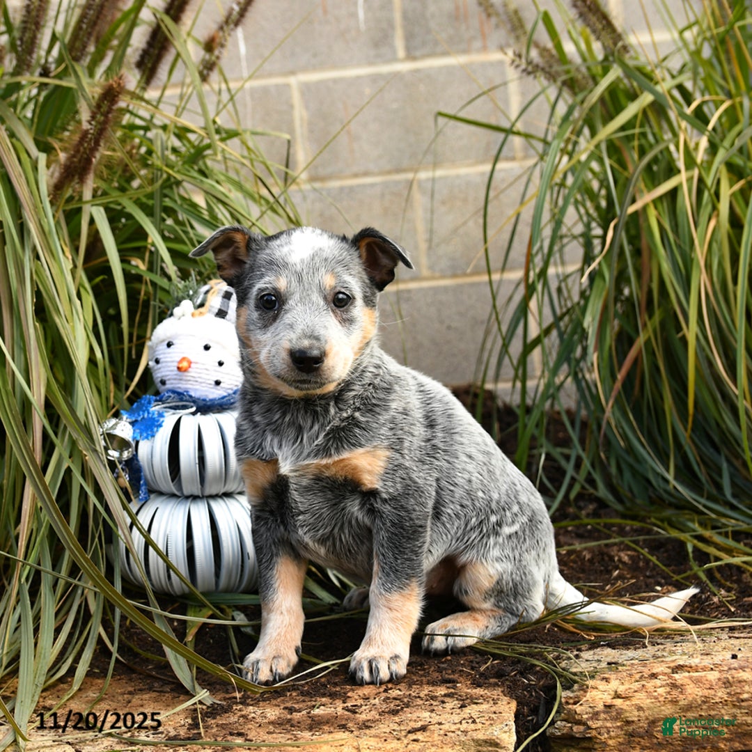 Australian Cattle Dog dogs for sale: Heather - Ad 1