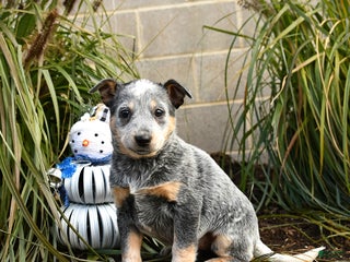 Australian Cattle Dog dogs Heather - Ad 5