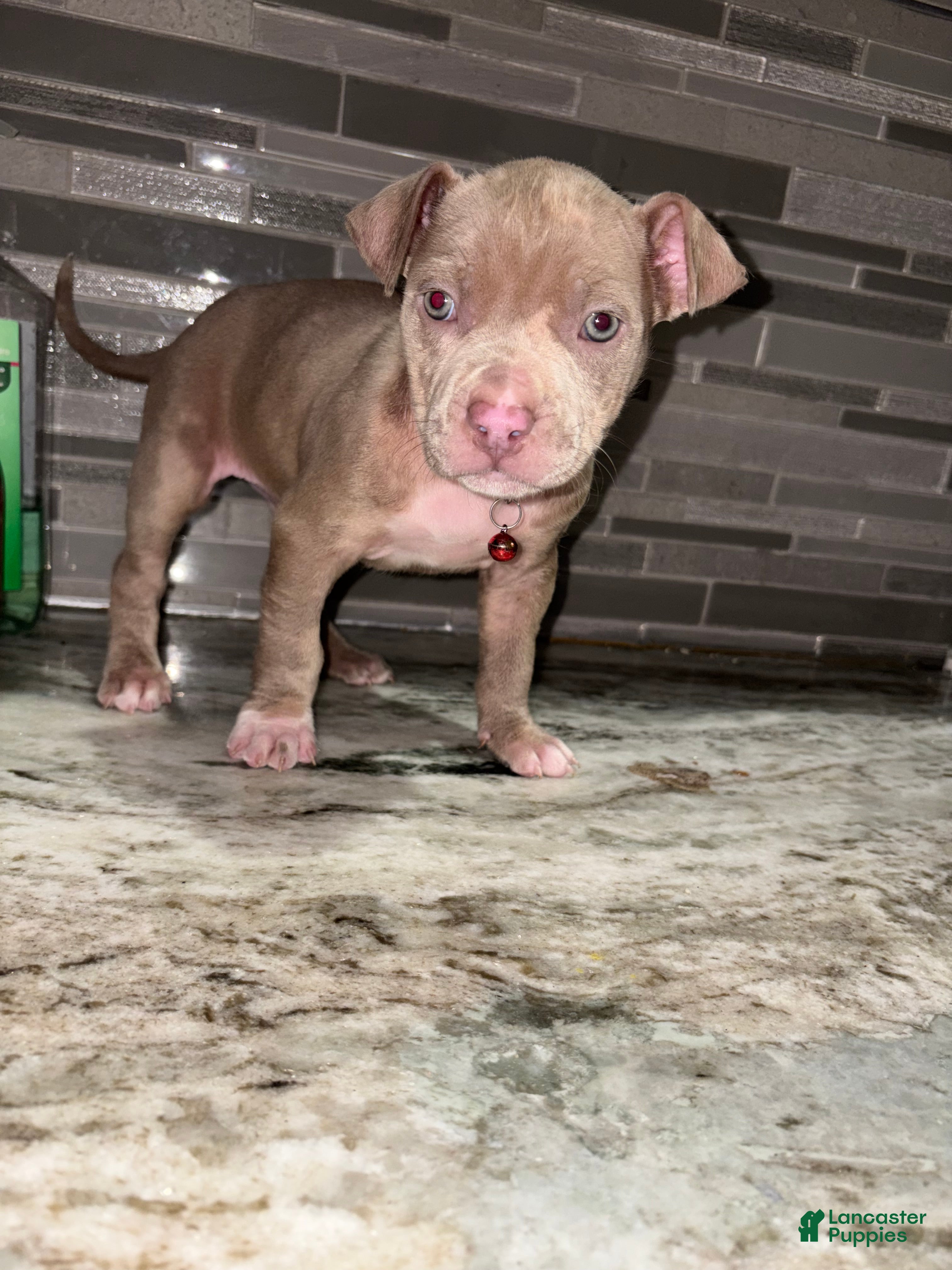 American Pit Bull Terrier dogs Dolly  - Ad 1