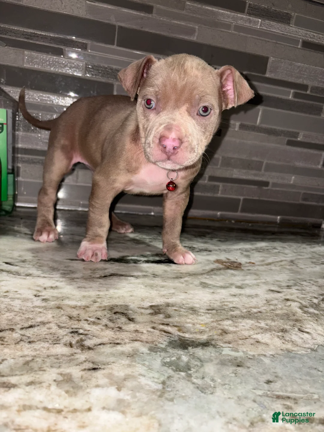 American Pit Bull Terrier dogs for sale: Dolly  - Ad 1