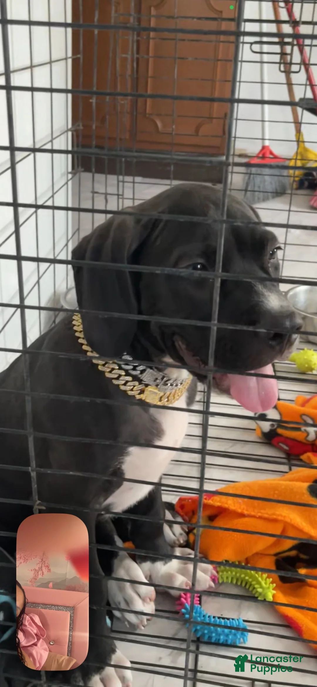 Cane Corso dogs for sale: Cane Corso 1 - Ad 1