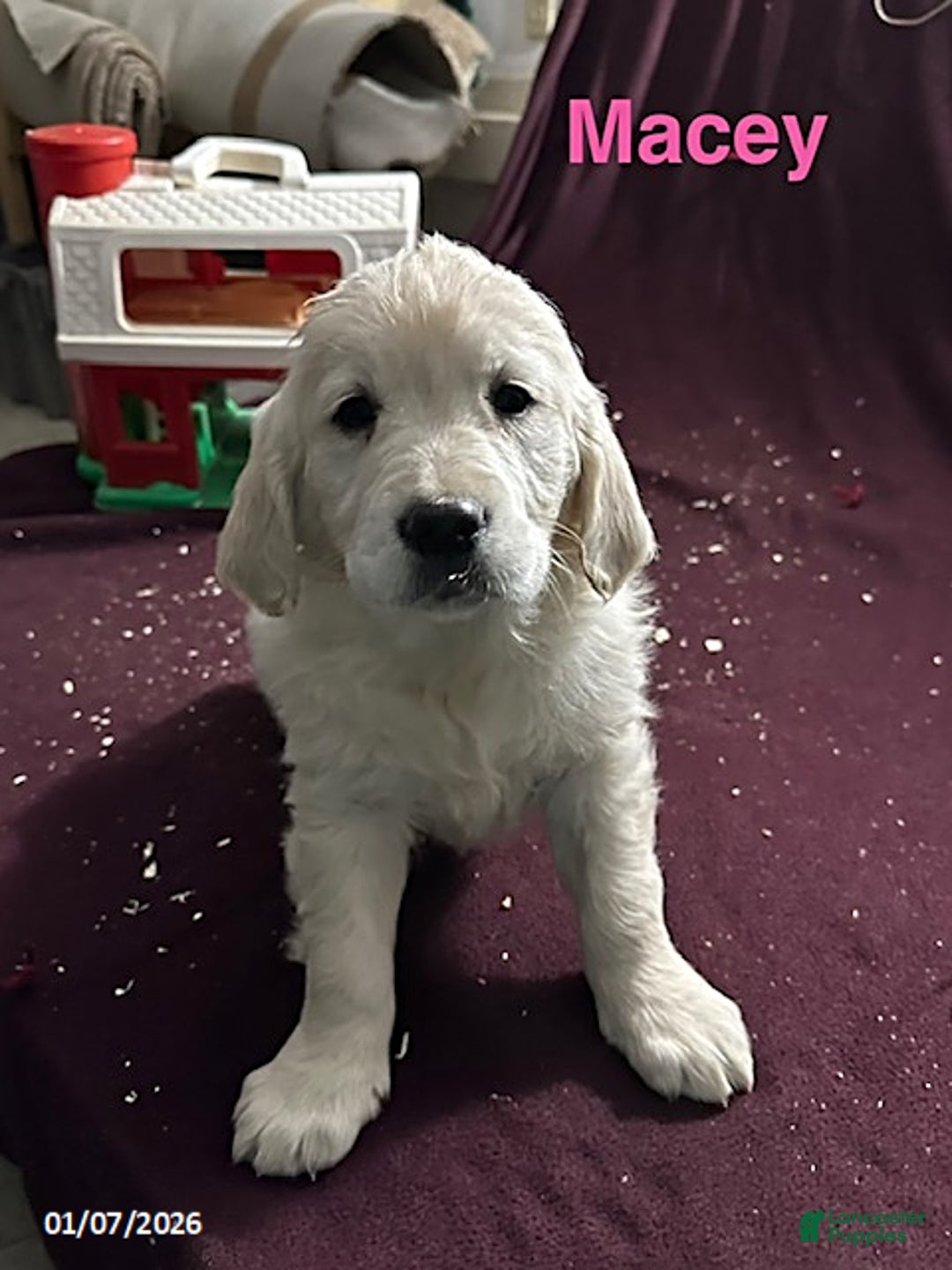 Golden Retriever dogs for sale: Macey - Ad 1