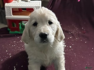 Golden Retriever dogs Macey - Ad 36