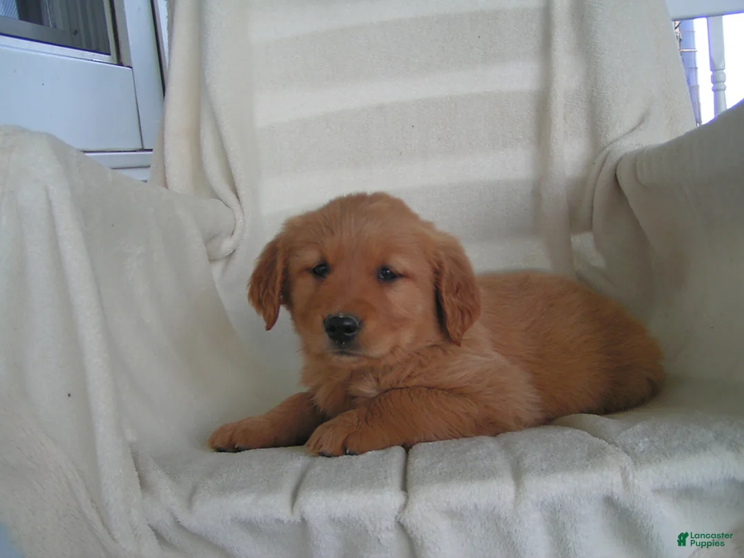 Golden Retriever dogs for sale: Lori - Ad 5