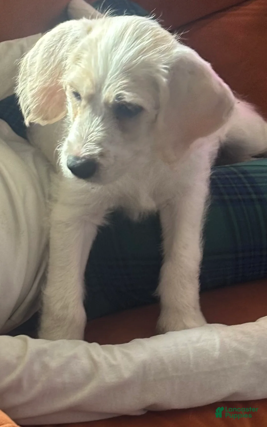 Mixed Breed dogs for sale: Angel - Ad 1