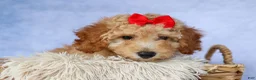 Miniature Poodle dogs for sale: WAYLON - Ad 15