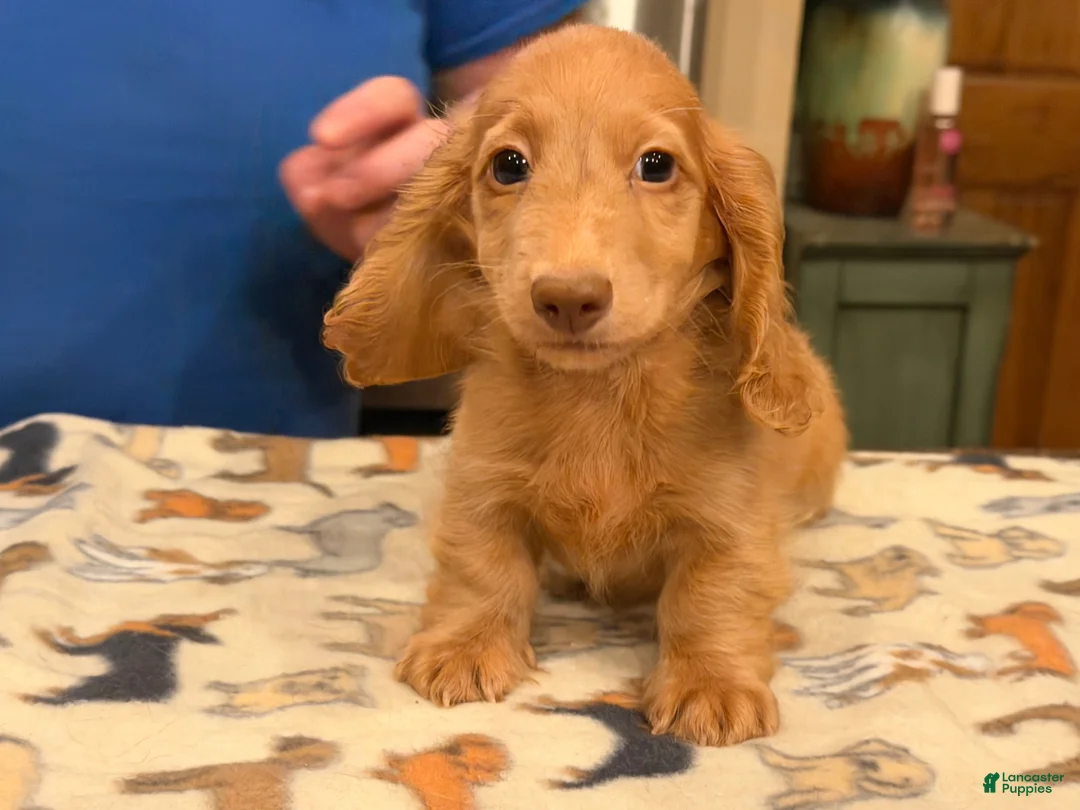 Miniature Dachshund dogs for sale: Ch Bred S.African/russian akc - Ad 2