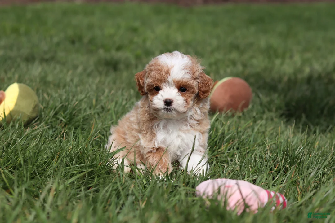 Cavapoo dogs for sale: Dolly - Ad 2