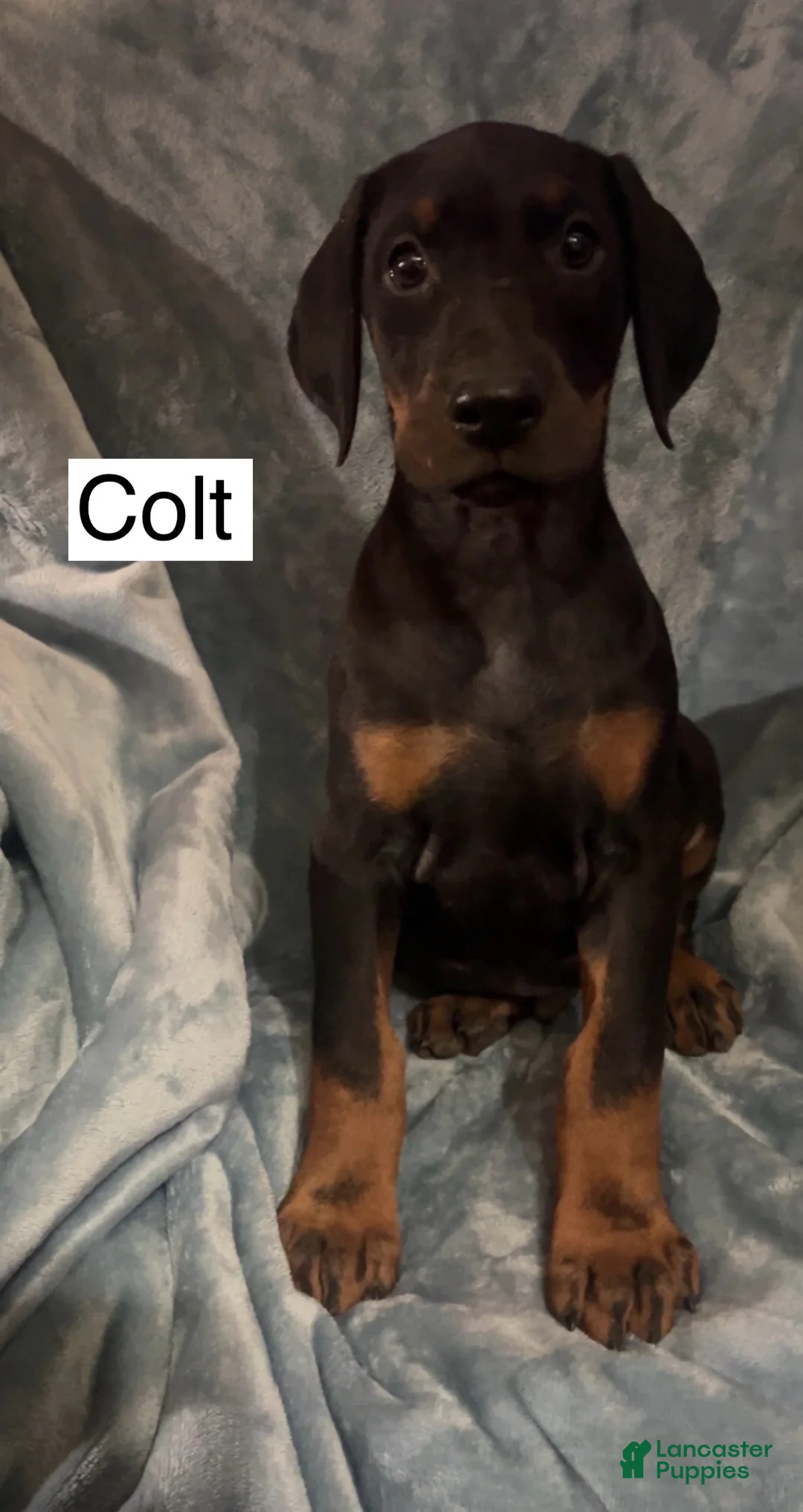 Doberman Pinscher dogs for sale: Colt - Ad 8