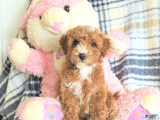 Havapoo dogs Dabur - Ad 28