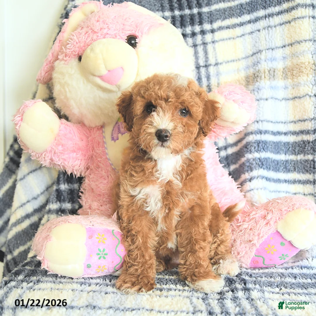 Havapoo dogs for sale: Dabur - Ad 1