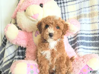 Havapoo dogs Dabur - Ad 19