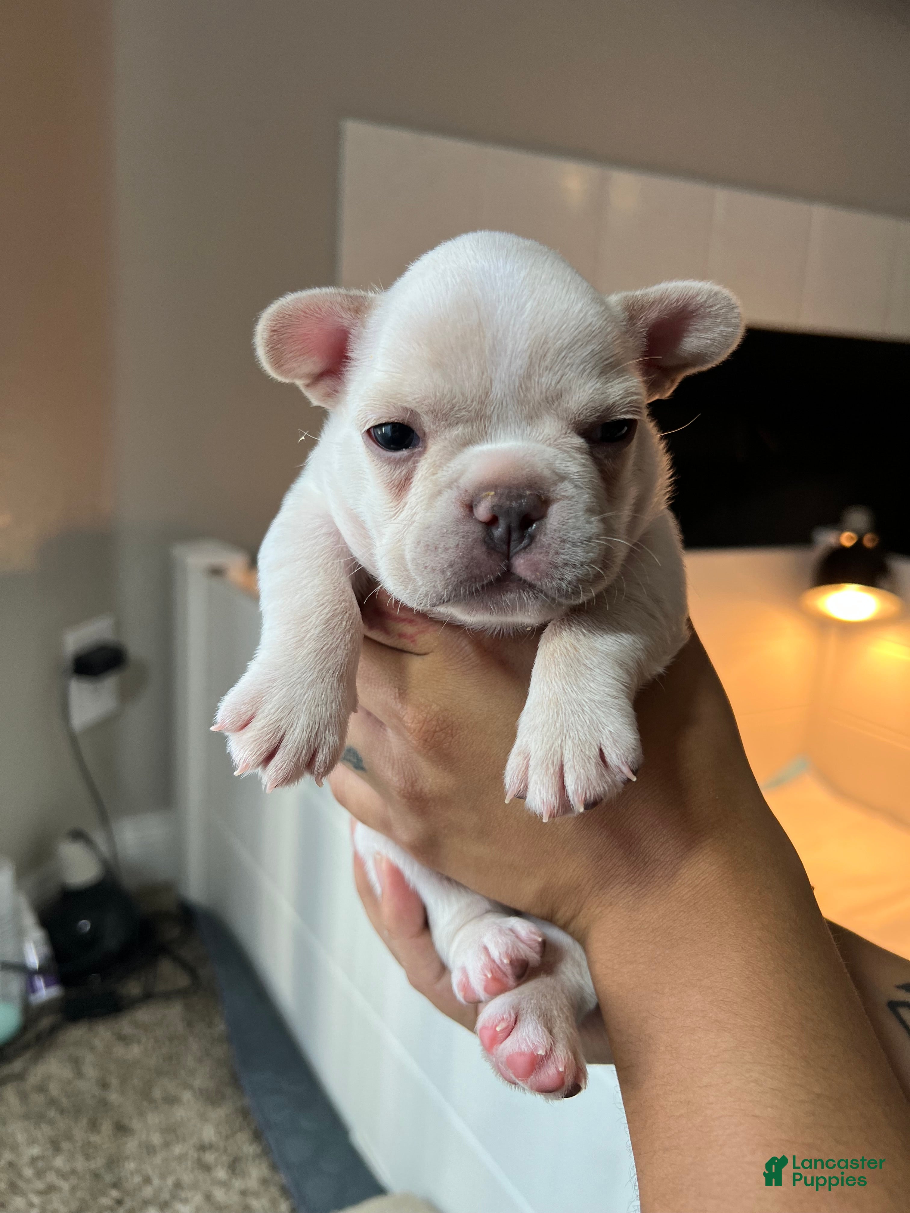 French Bulldog dogs Boy 1 - Ad 2