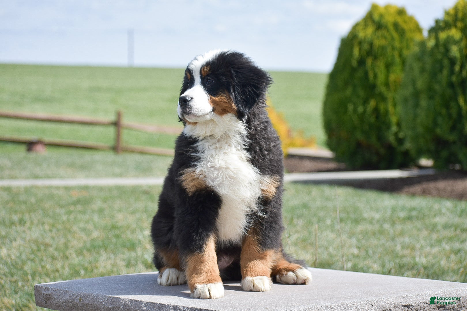 Bernese Mountain Dog dogs Pine - Ad 2