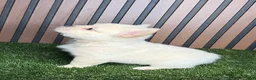 French Bulldog dogs for sale: Polo G - Ad 3
