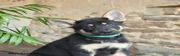 German Shepherd dogs for sale: Nevada - Ad 5