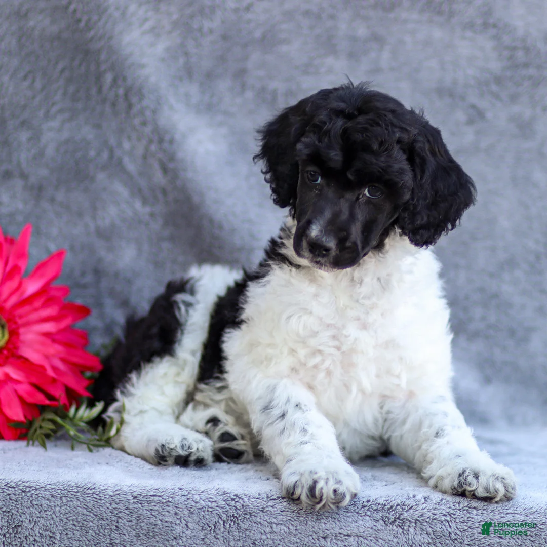 Standard Poodle dogs for sale: Frank - Ad 2