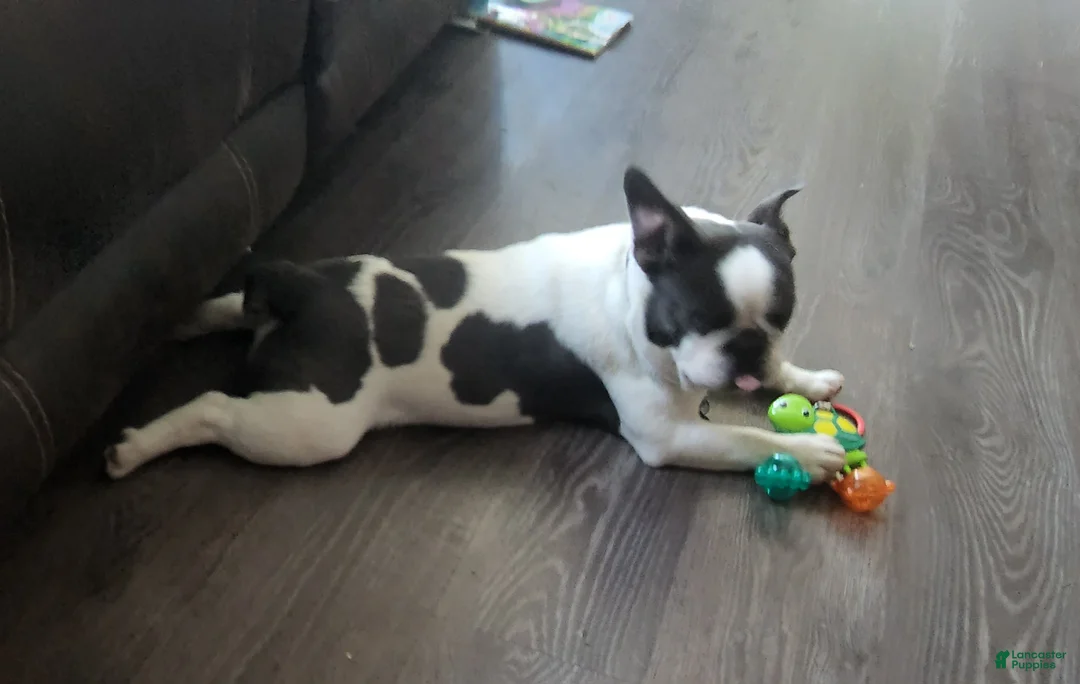 French Bulldog dogs for sale: French Bulldog Puppy 1 - Ad 1