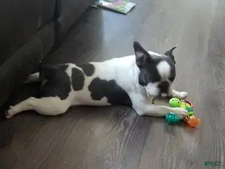 French Bulldog dogs for sale: French Bulldog Puppy 1 - Ad 1