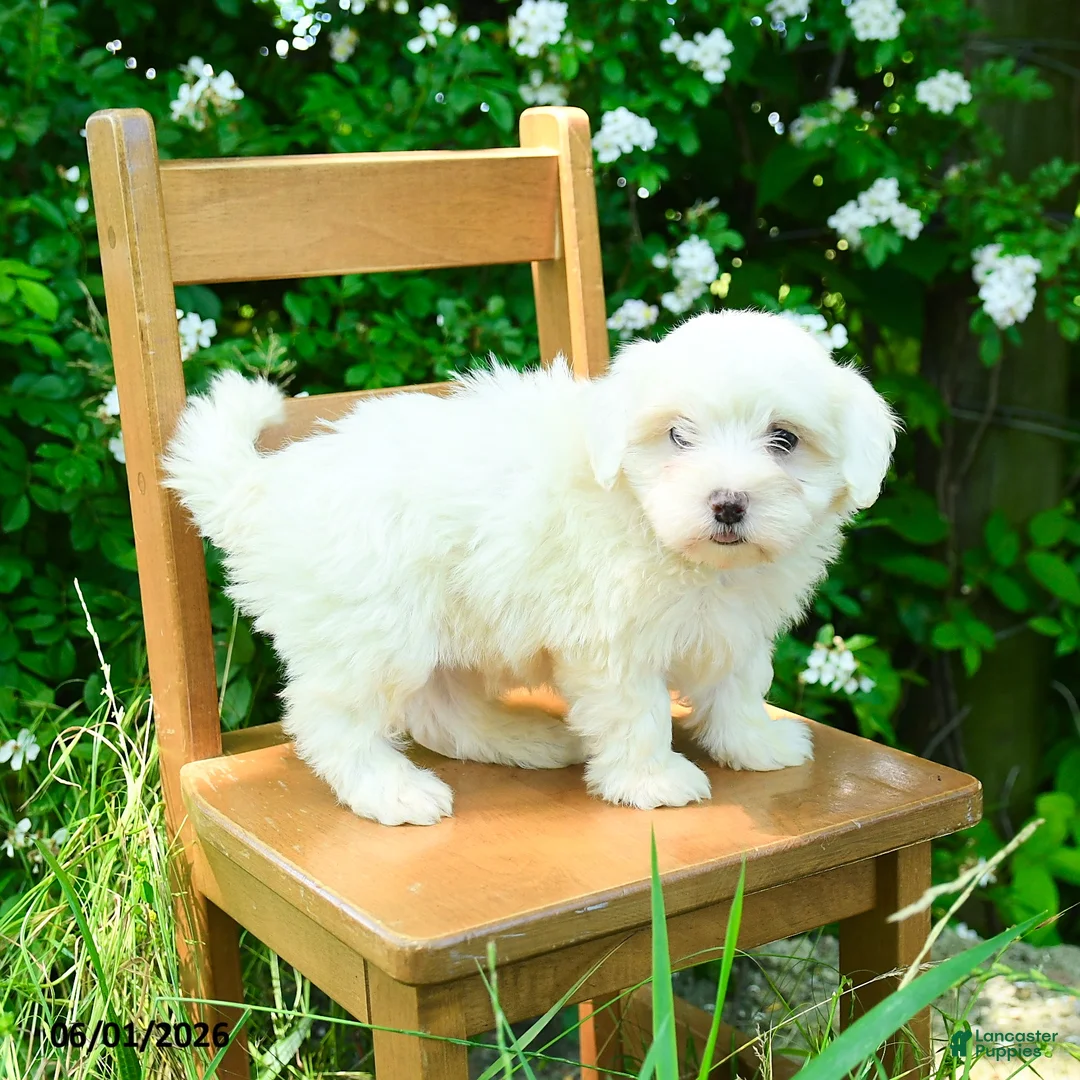 Maltipoo dogs for sale: Kezie - Ad 1