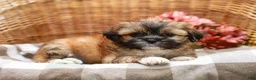 Shih Tzu dogs for sale: Andrell - Ad 7
