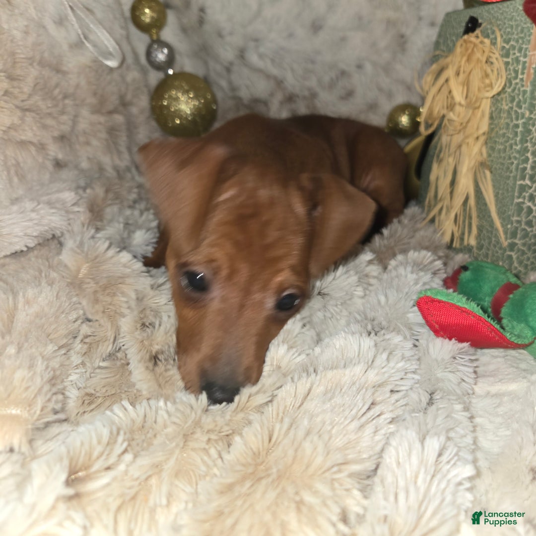 Miniature Pinscher dogs for sale: Ruby red  - Ad 2