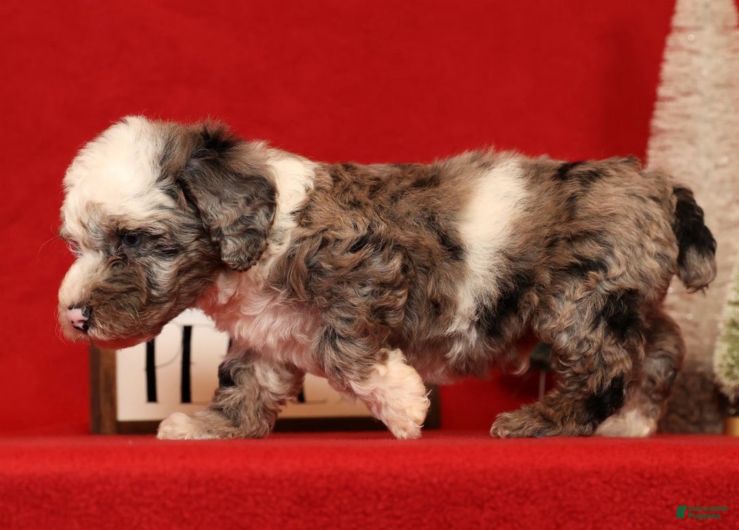 Miniature Poodle dogs for sale: Champ - Ad 4
