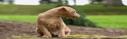 Miniature Pinscher dogs for sale: ARCHIE - Ad 6