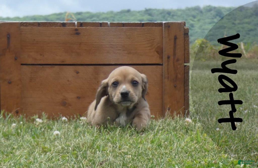 Dachshund dogs Wyatt - Ad 1