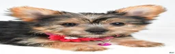Yorkshire Terrier dogs for sale: Peggy - Ad 14
