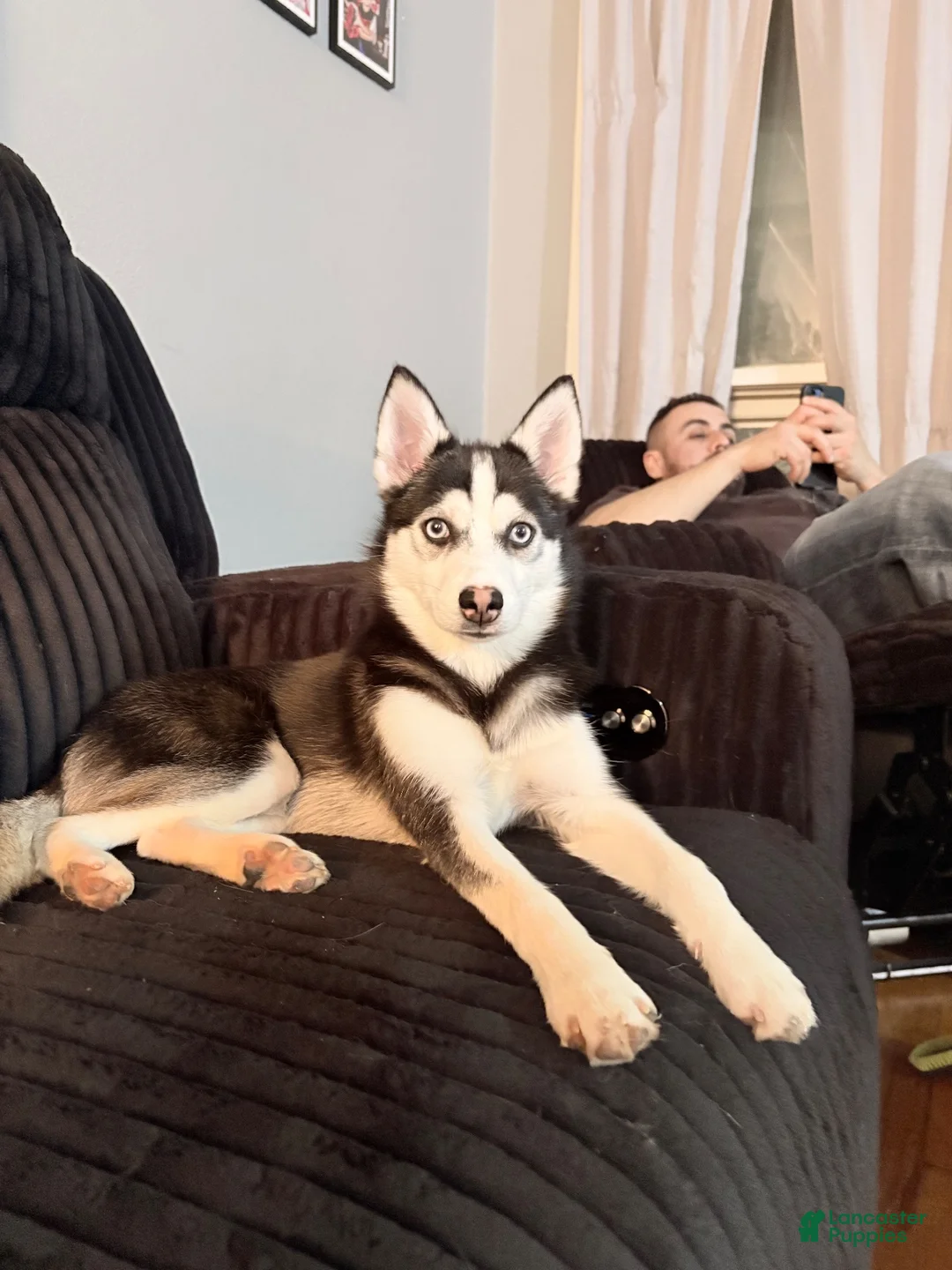 Pomsky dogs for sale: Deniz  - Ad 2