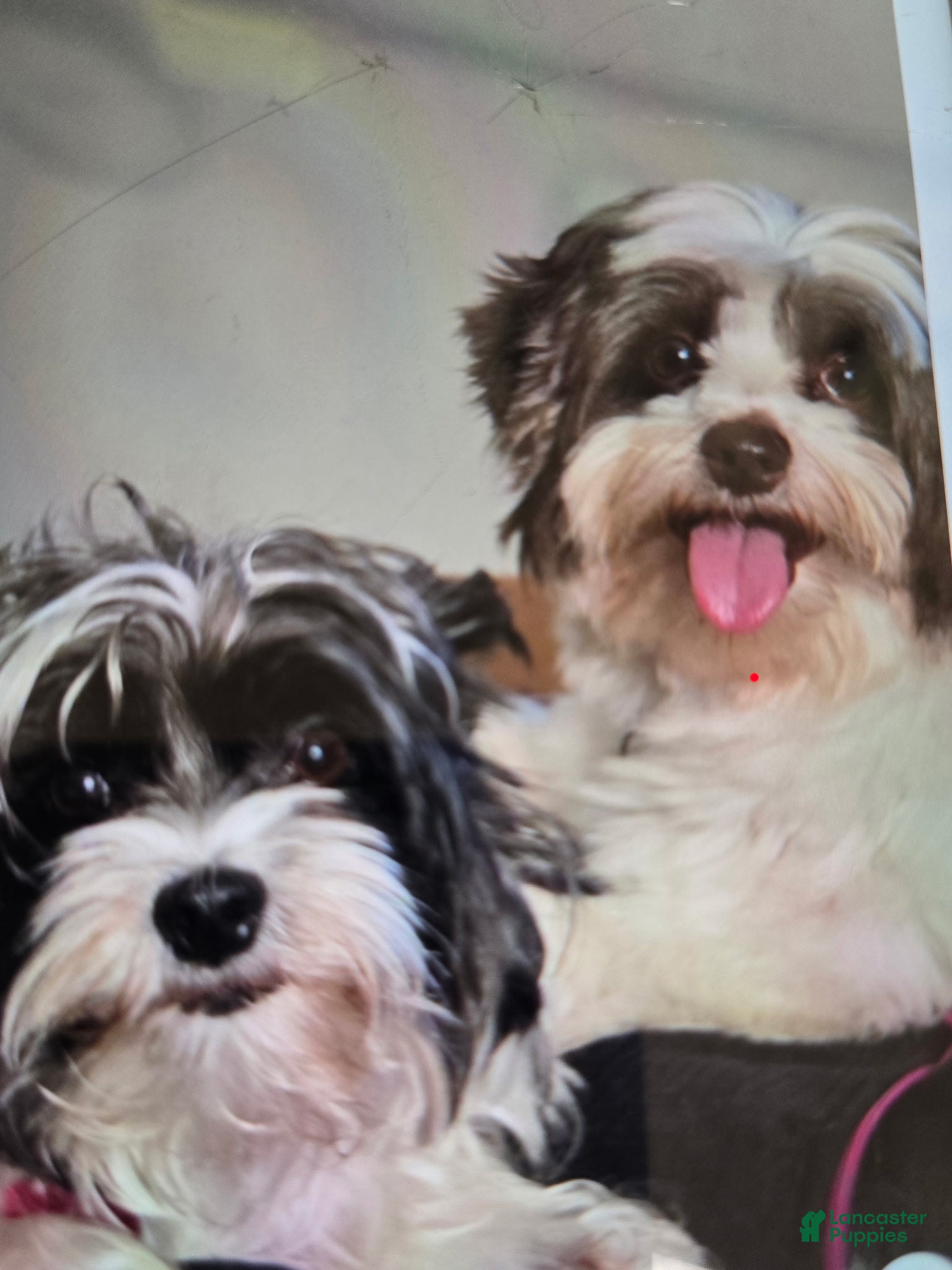 Yorkshire Terrier dogs Yorkshire Terrier 1 - Ad 2