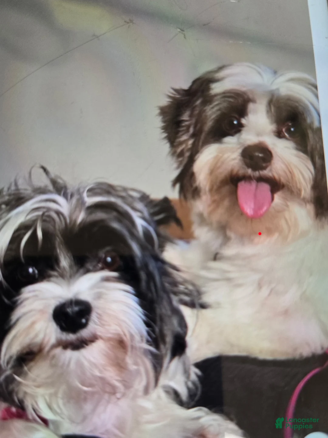 Yorkshire Terrier dogs for sale: Yorkshire Terrier 1 - Ad 2