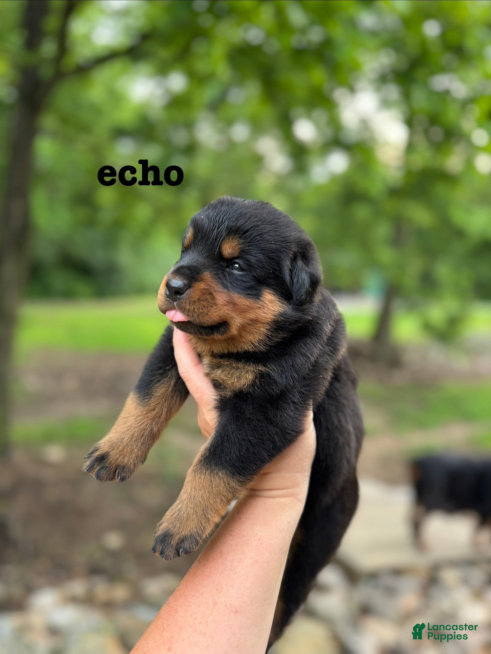 Rottweiler dogs Echo  - Ad 1
