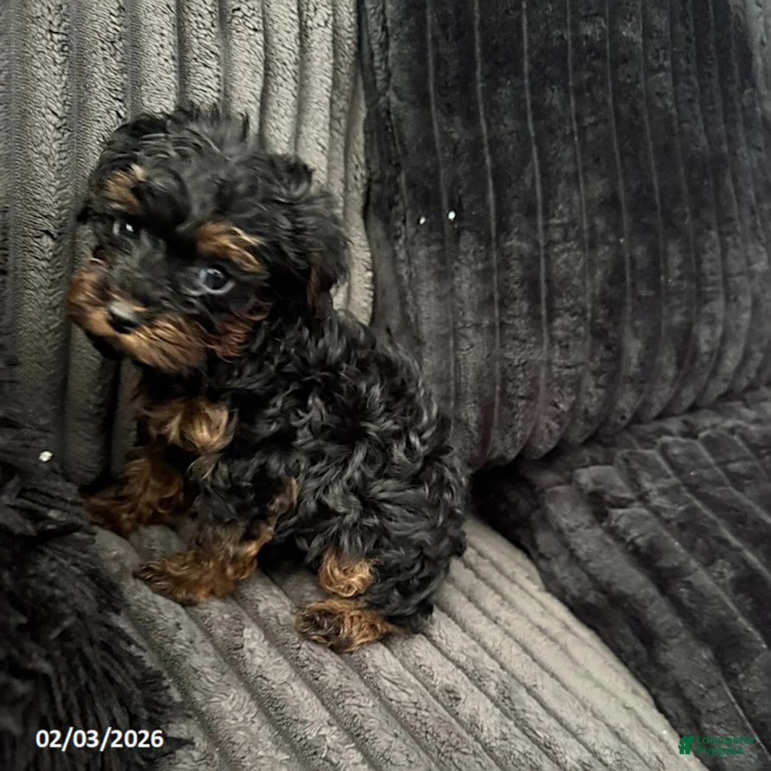 Yorkiepoo dogs for sale: Bella   - Ad 3
