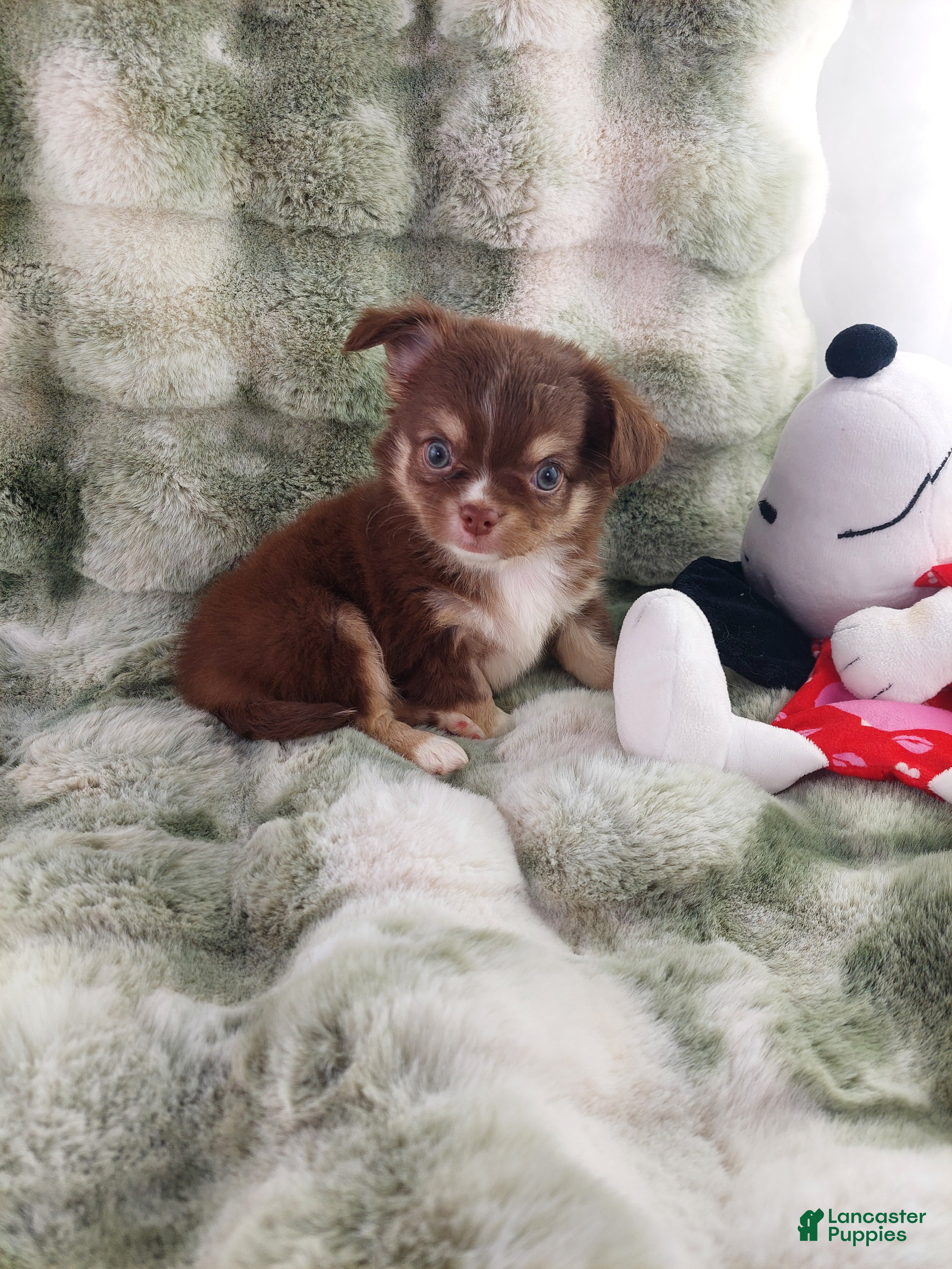 Chihuahua dogs AKC Eric - Ad 1