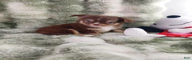 AKC Eric