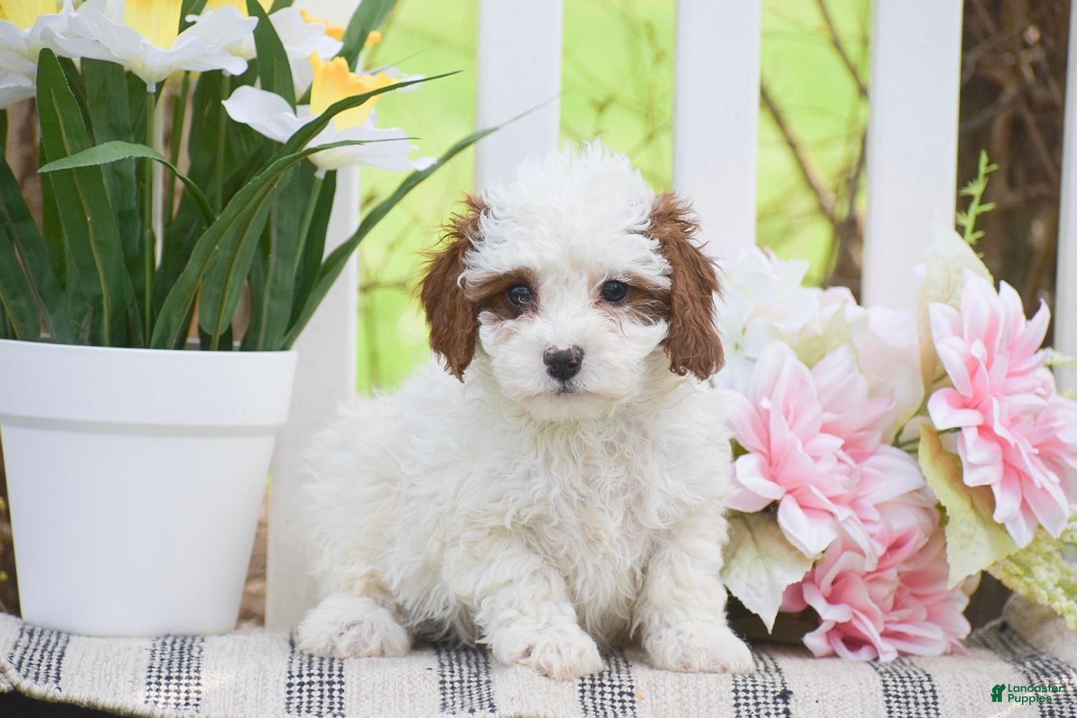 Cavapoo dogs Sasha - Ad 2