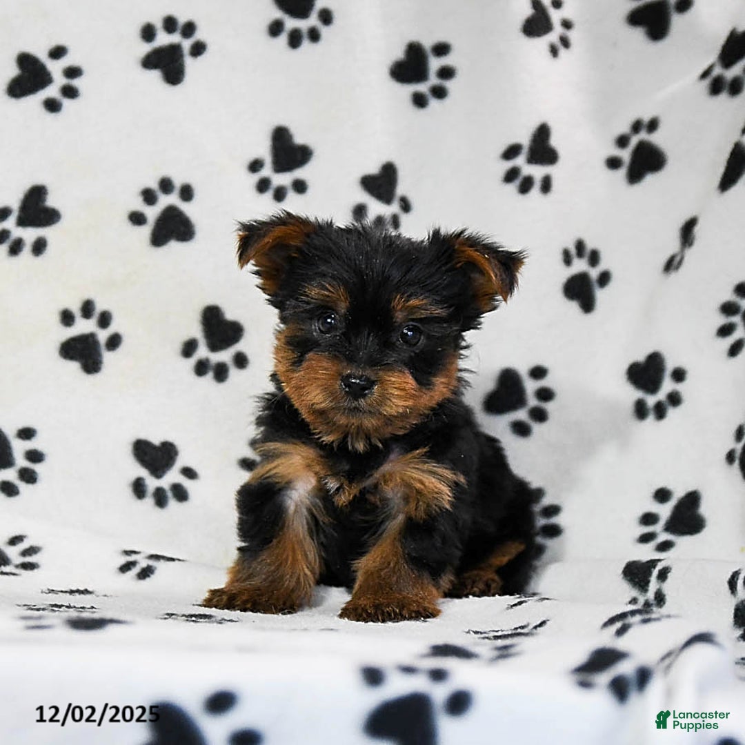 Yorkshire Terrier dogs for sale: Quest - Ad 1