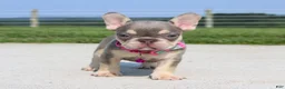 French Bulldog dogs for sale: Chanelle - Ad 2