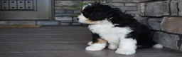 Mini Bernedoodle dogs for sale: Jester - Ad 7