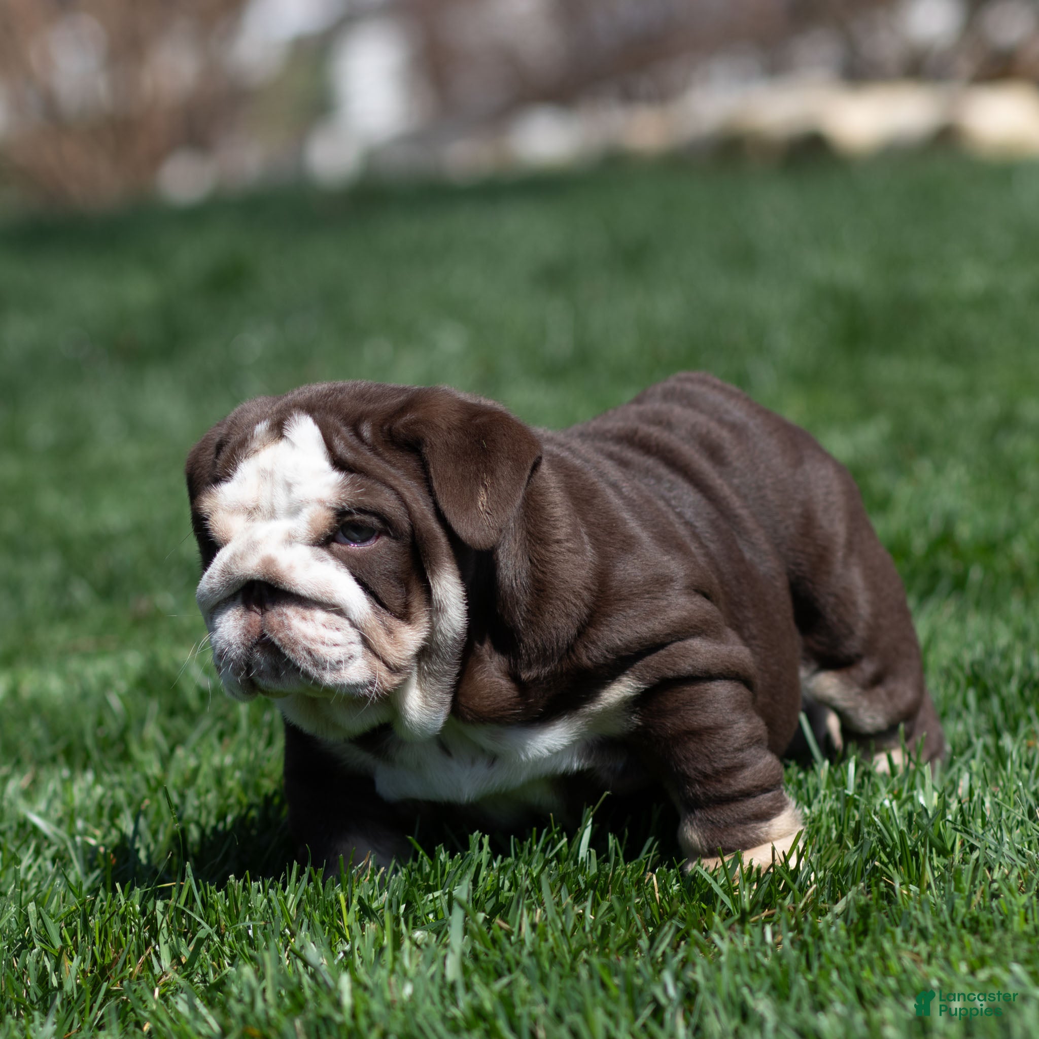 English Bulldog dogs Bruno Breaker English Bulldog Puppy  - Ad 2