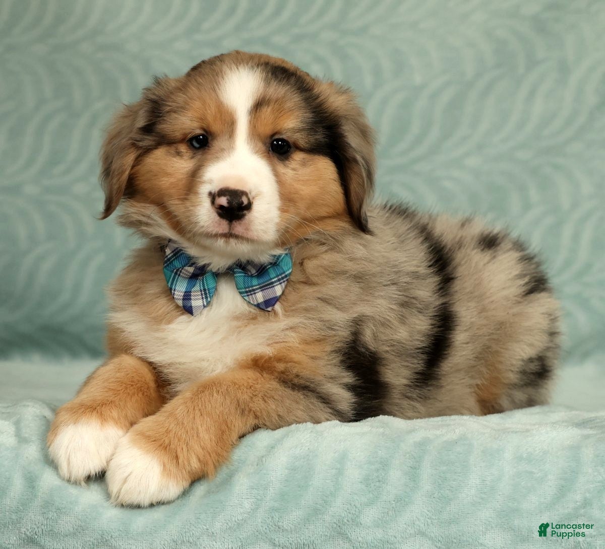 Australian Shepherd dogs for sale: Jett - Ad 1